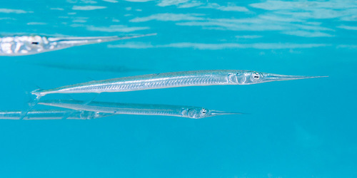 Image of Keeltail Needlefish