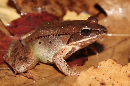 Image of Wood Frog