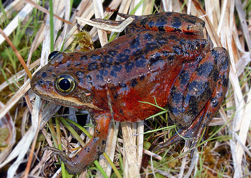 Image of Oregon Spotted Frog