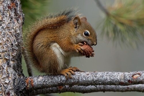 Image of American Red Squirrel