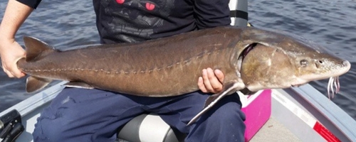 Image of Lake Sturgeon