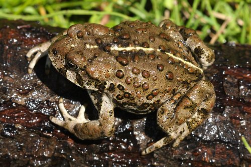 Image of Western Toad