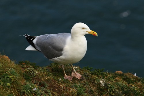 Image of European Herring Gull