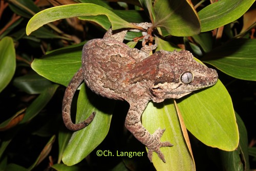 Image of Gargoyle Gecko