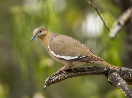 Image of White-winged Dove