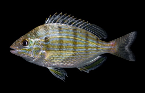 Image of Pinfish