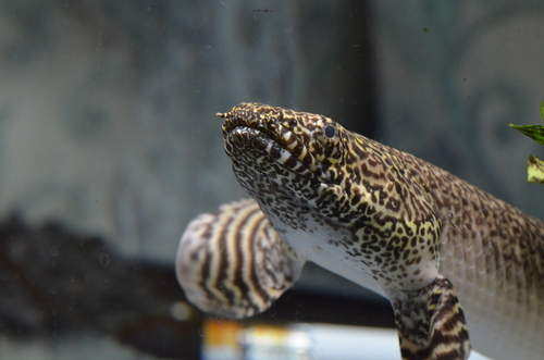 Image of Ornate Bichir