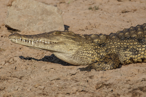 Image of Nile Crocodile