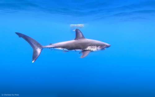 Image of Salmon Shark