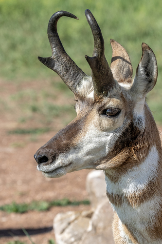 Image of Pronghorn