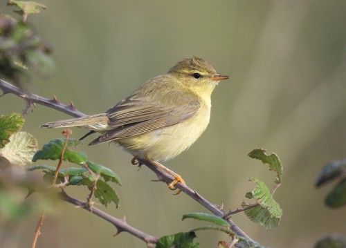 Image of Willow Warbler