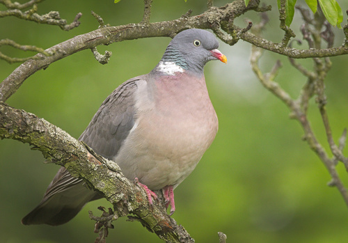 Image of Common Wood Pigeon