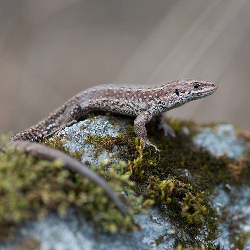 Image of Common Lizard