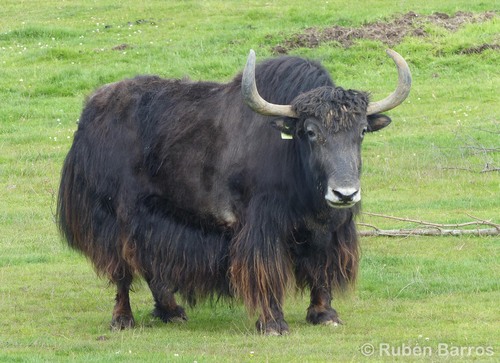 Image of Domestic Yak