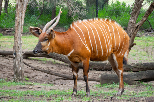 Image of Bongo