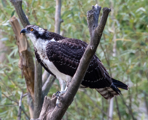 Image of Osprey