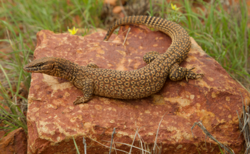 Image of Ridge-tailed Monitor