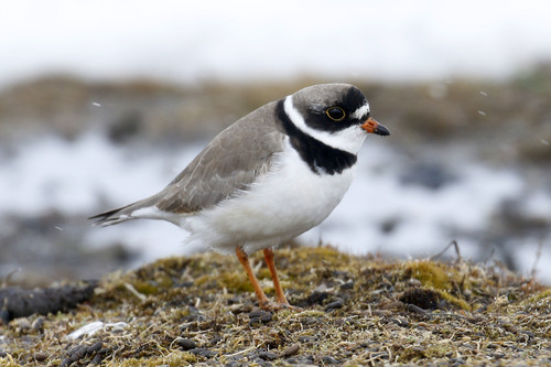 Image of Semipalmated Plover