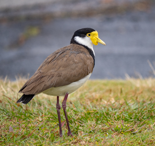 Image of Masked Lapwing