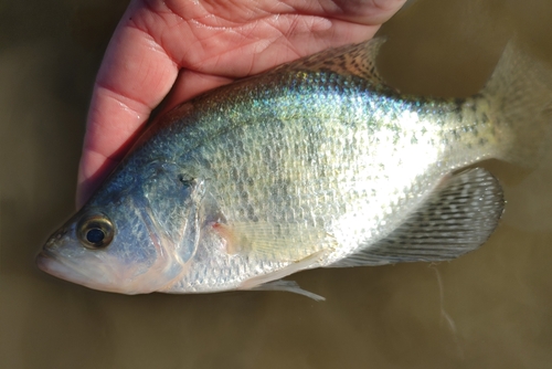 Image of White Crappie