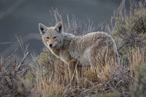 Image of Coyote