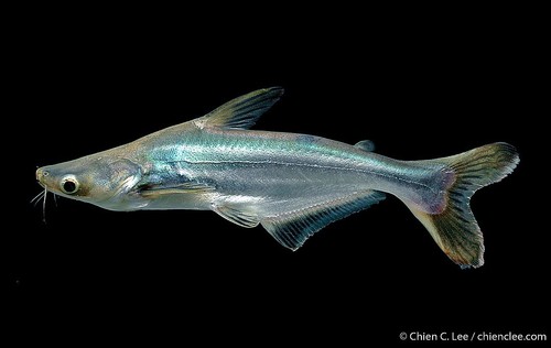 Image of Iridescent Shark