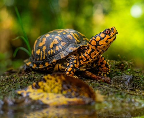 Image of Eastern Box Turtle