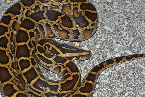 Image of Burmese Python