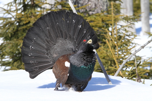 Image of Western Capercaillie