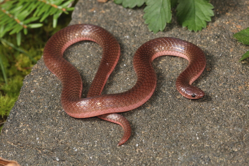 Image of Worm Snake