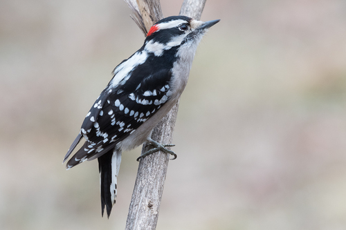 Image of Downy Woodpecker