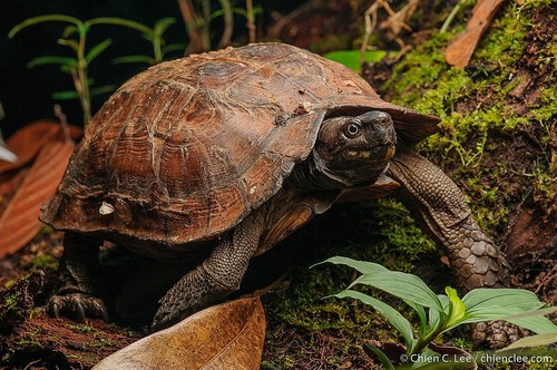 Image of Spiny Turtle