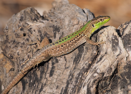 Image of Lagartija Italiana