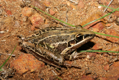 Image of Striped Rocket Frog