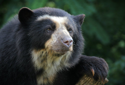 Image of Andean Bear