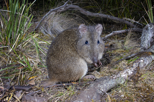 Image of Long-nosed Potoroo