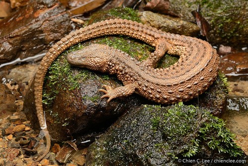 Image of Bornean Earless Monitor Lizard