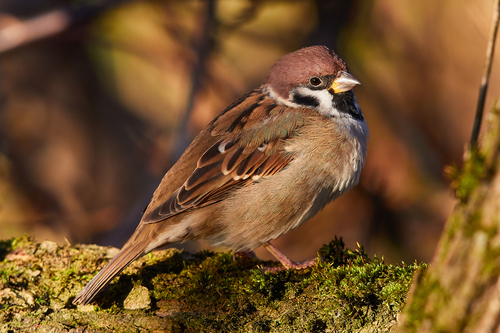 Image of Eurasian Tree Sparrow