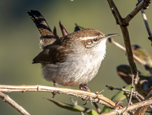 Image of Bewick's Wren