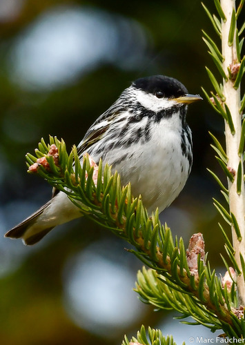 Image of Blackpoll Warbler