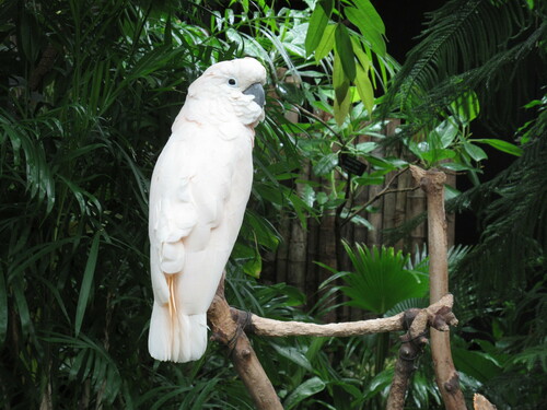 Image of Salmon-crested Cockatoo