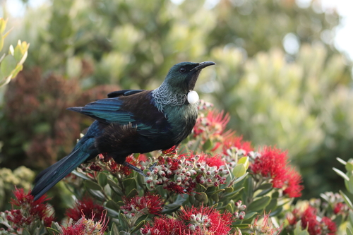 Image of Tui