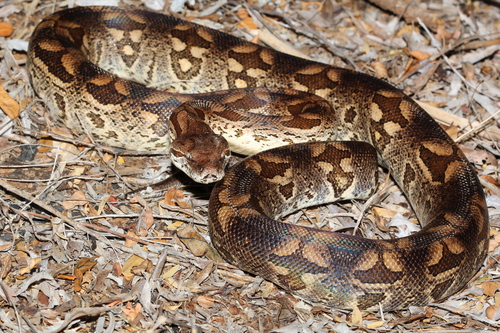 Image of Dumeril's boa