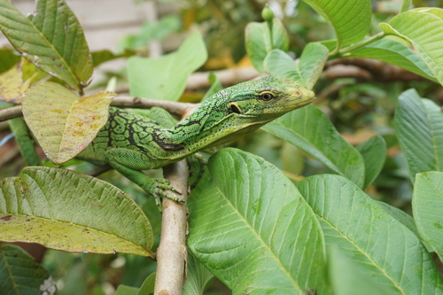 Image of Emerald Tree Monitor