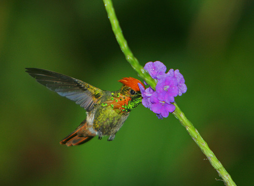 Image of Tufted Coquette