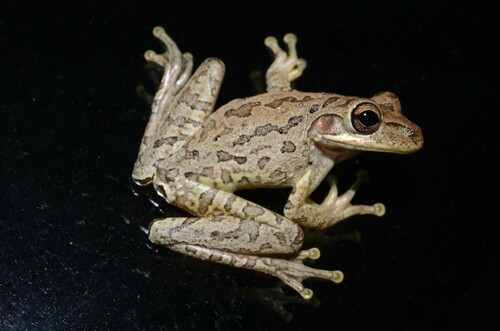 Image of Cuban Tree Frog