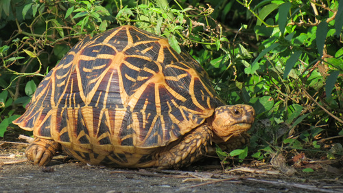 Image of Indian Star Tortoise