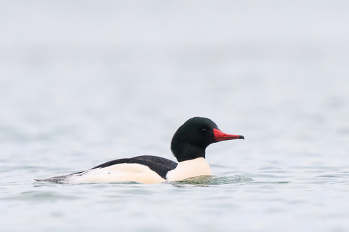 Image of Common Merganser