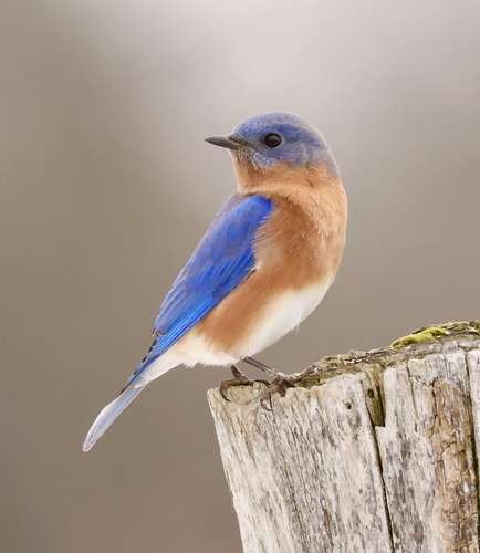 Image of Eastern Bluebird