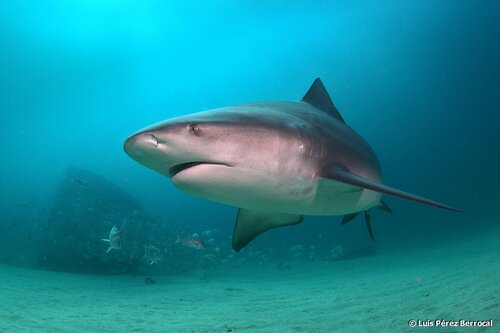 Image of Bull Shark